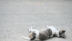 A white and black furry dog resting on a gray courtyard