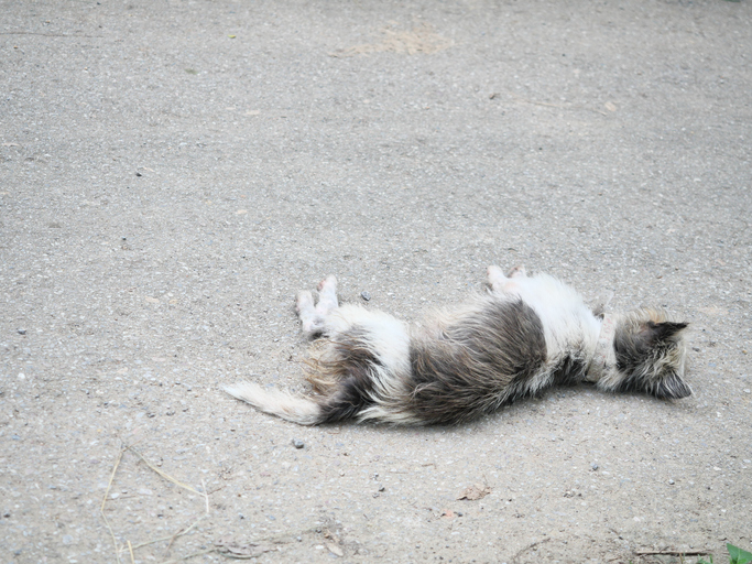 A white and black furry dog resting on a gray courtyard