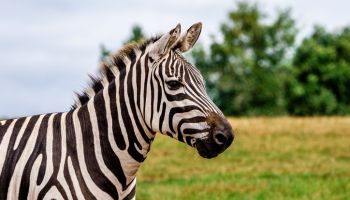 Close-up of plains burchells zebra on field,Cork,Ireland