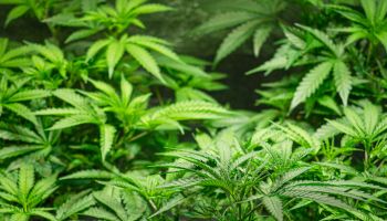 Indoor medical marijuana. Growing organic cannabis plants herb on the farm